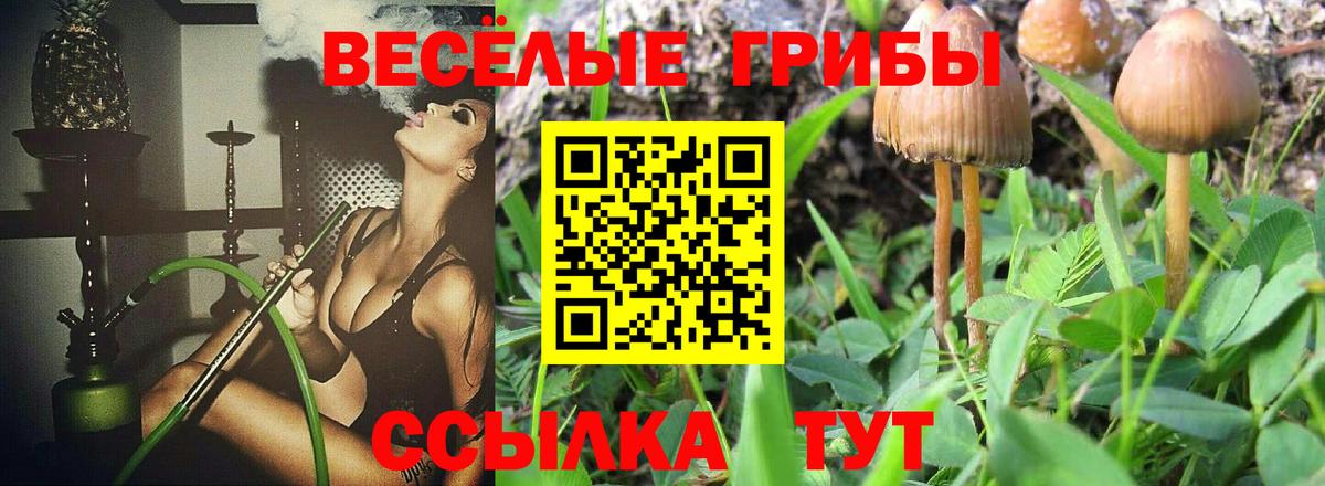 Назрань  Псилоцибиновые грибы Psilocybe  купить наркоту  Вход с VPN  Галлюциногенные грибы мицелий 